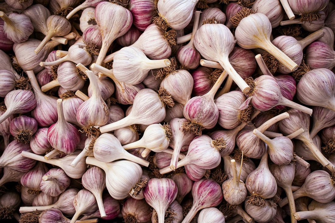 L’ail au quotidien : bien plus qu’un simple aromate