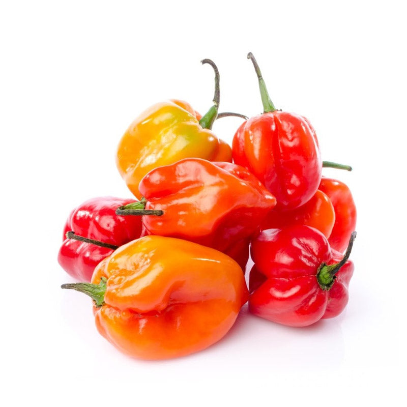 Papryka Habanero 1szt.